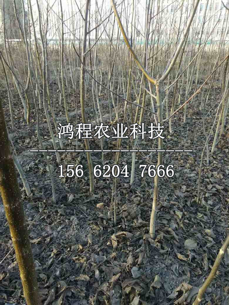 秋子梨樹(shù)苗、秋子梨樹(shù)苗多少錢(qián)一棵
