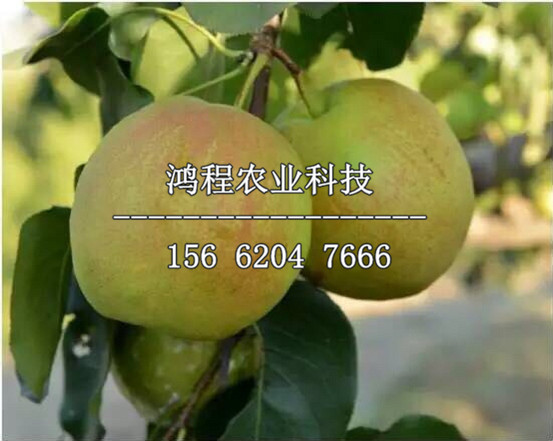 中秋黃梨樹苗產地、中秋黃梨樹苗基地