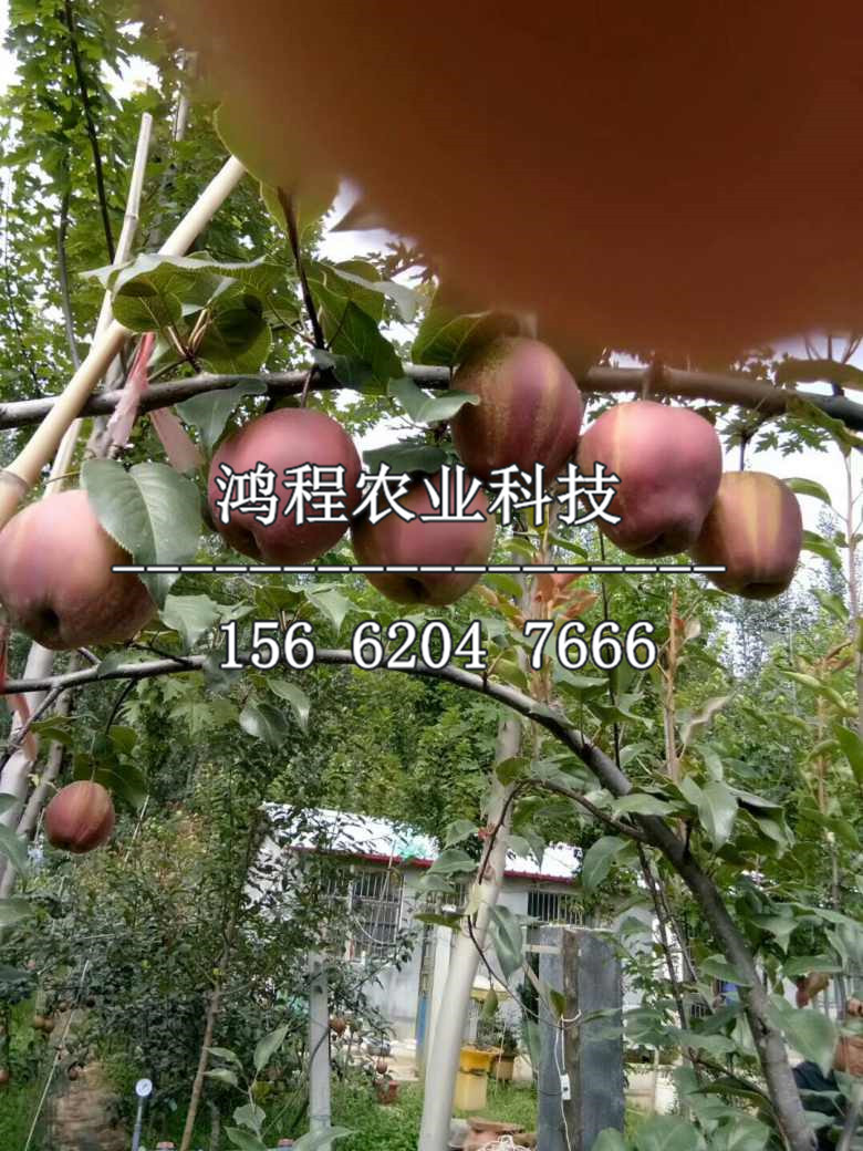 中秋黃梨樹苗產地、中秋黃梨樹苗基地
