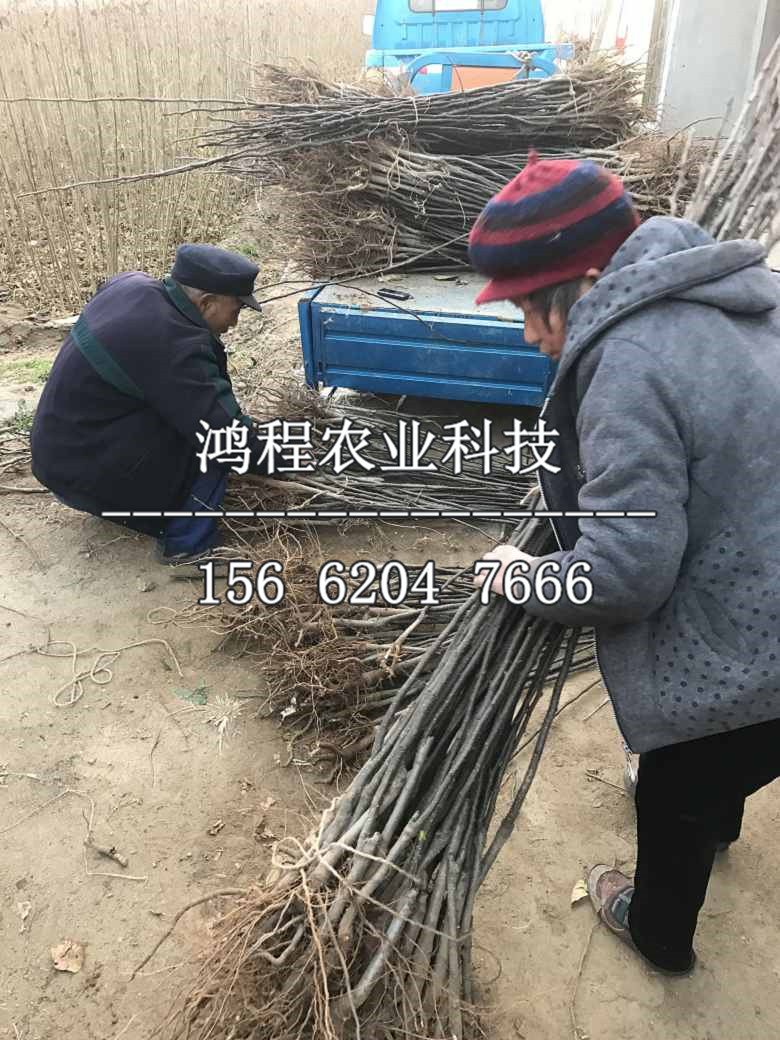 六月雪梨樹苗、六月雪梨苗出售價(jià)格