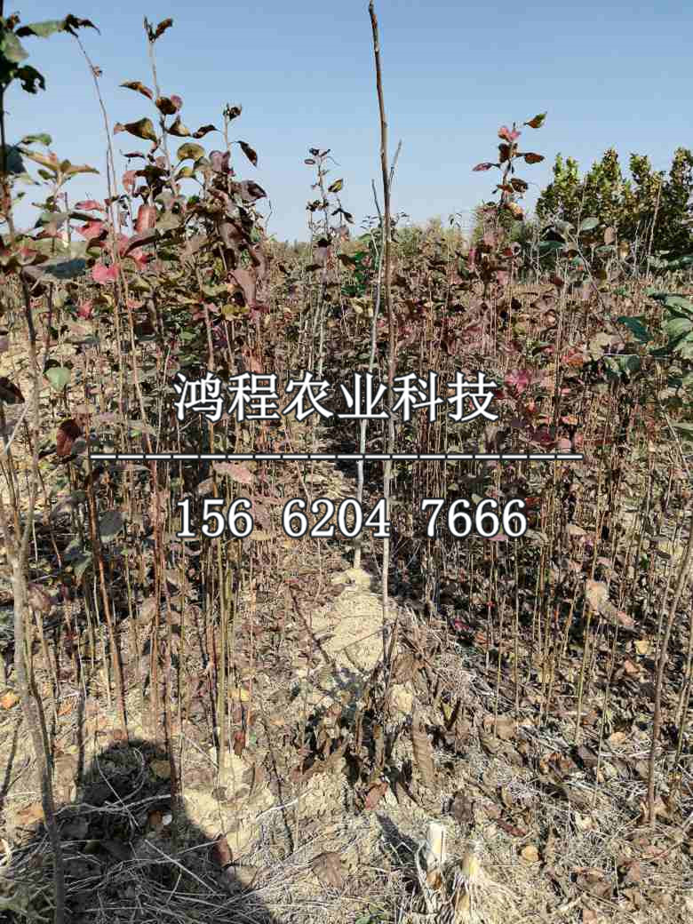 水晶梨樹(shù)苗、水晶梨樹(shù)苗基地