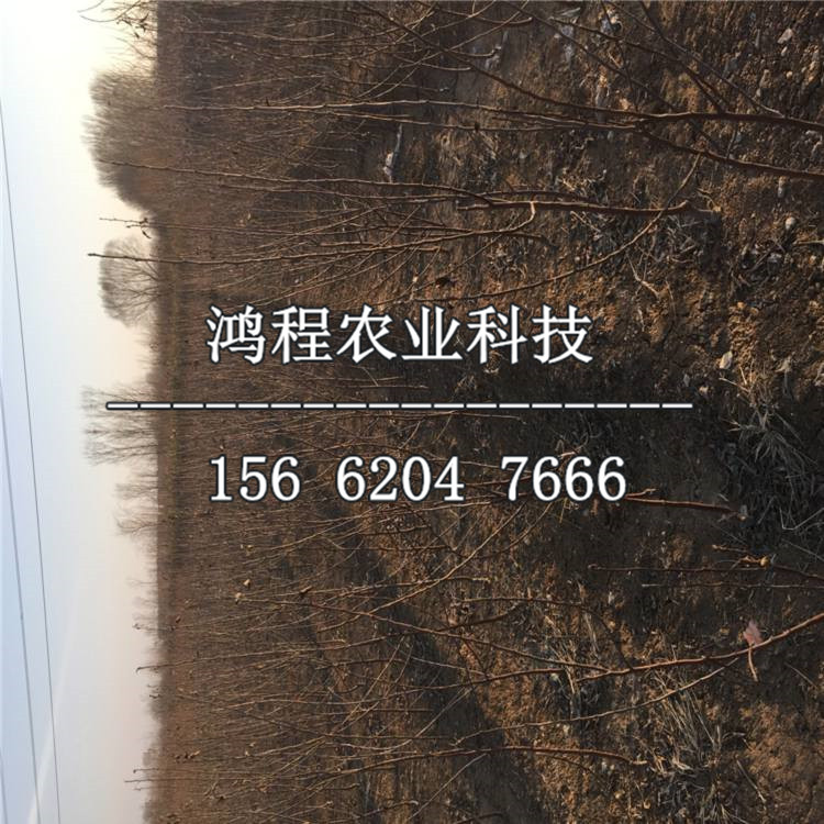 2019年杭青梨樹苗新品種