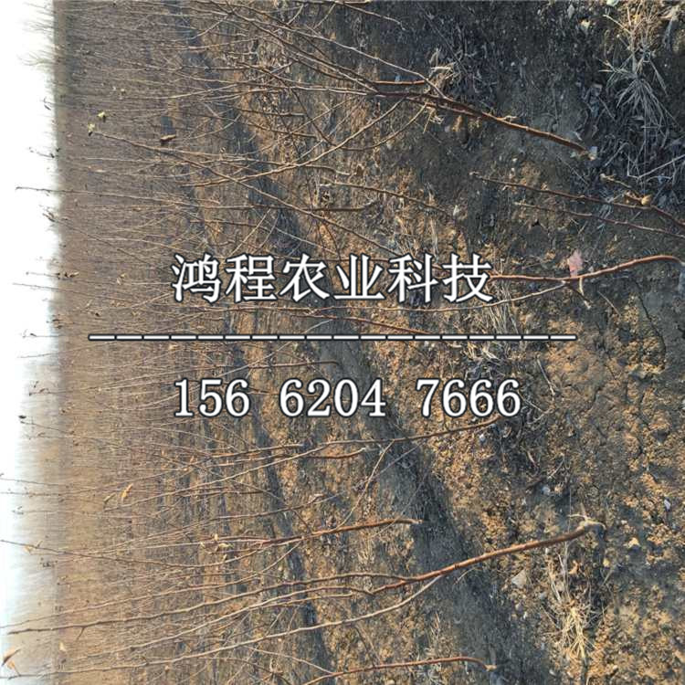 新品種皇冠梨樹苗、皇冠梨樹苗新品種多少錢