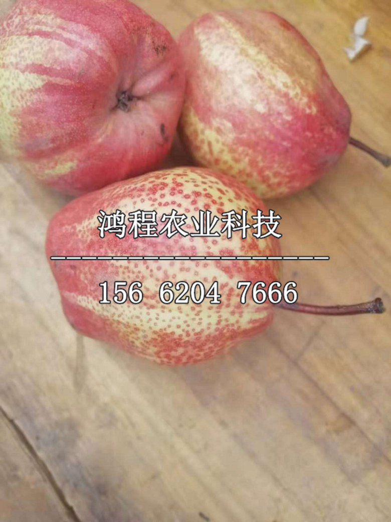 愛宕梨樹苗、玉露香梨苗出售價(jià)格