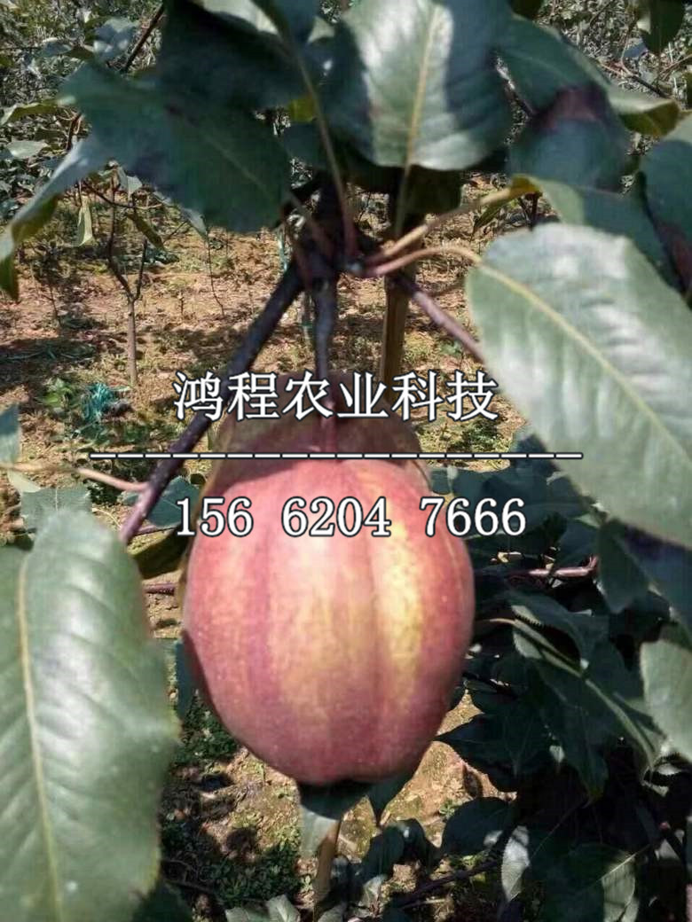 高平大黃梨樹(shù)苗2019年什么價(jià)錢(qián)