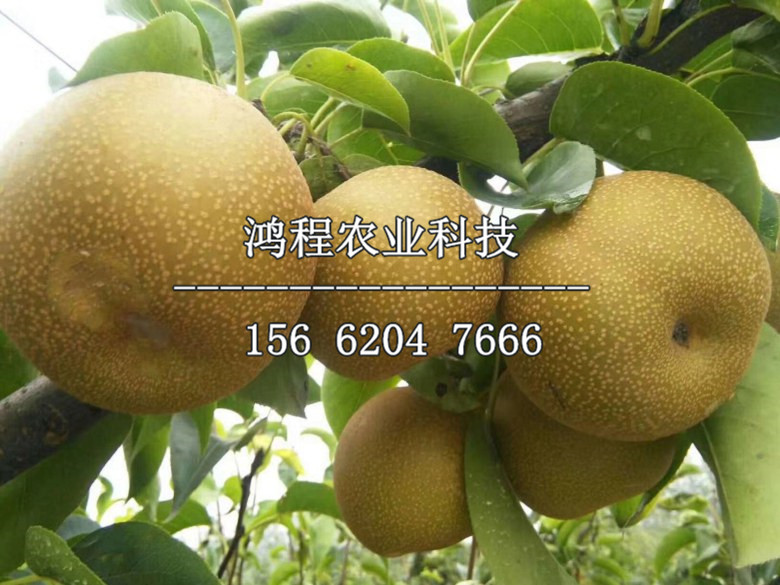 2019年杭青梨樹苗新品種