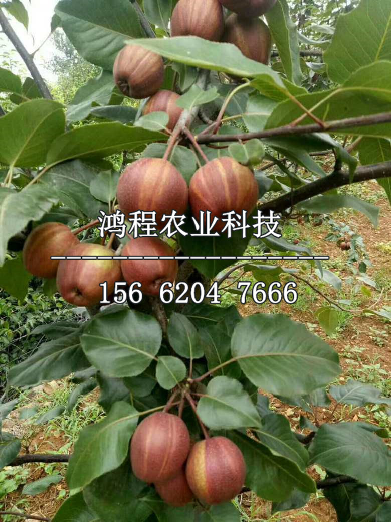 滿天紅梨樹苗、滿天紅梨樹苗多少錢一棵