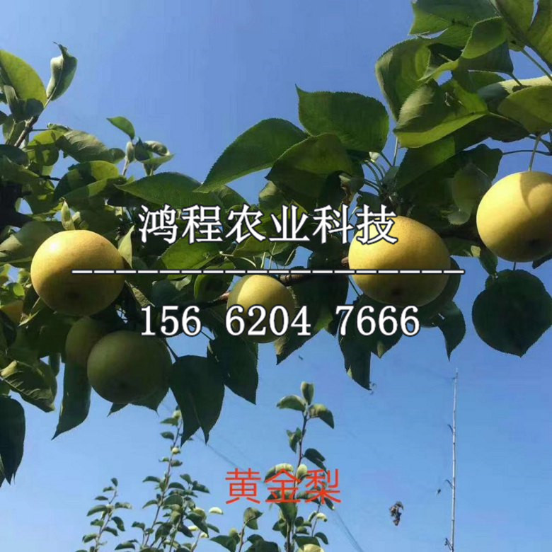 水晶梨樹(shù)苗、水晶梨樹(shù)苗基地