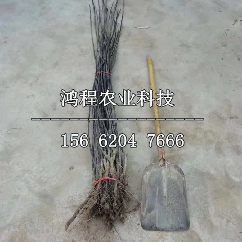 大果無(wú)籽梨樹(shù)苗子多少錢(qián)一棵