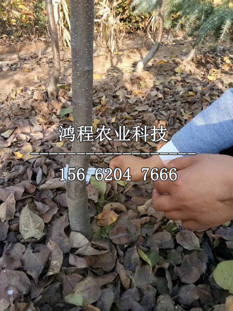 早紅考密斯梨樹苗出售、早紅考密斯梨樹苗價(jià)格多少