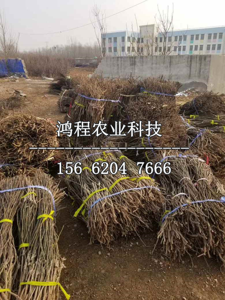 水晶梨樹(shù)苗、水晶梨樹(shù)苗基地