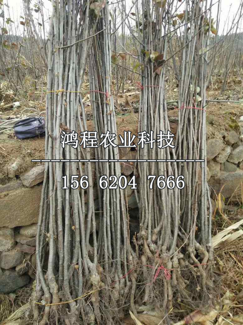 六月雪梨樹苗、六月雪梨苗出售價(jià)格