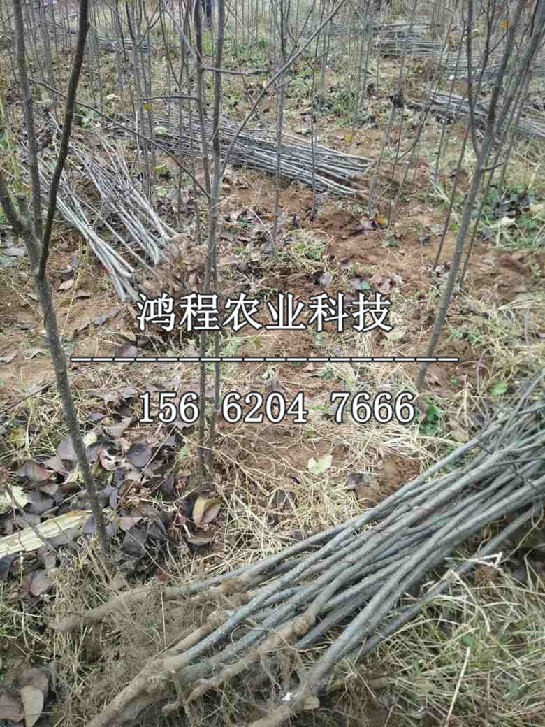 高平大黃梨樹(shù)苗2019年什么價(jià)錢(qián)