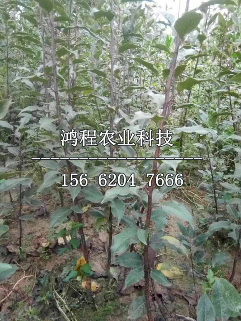 滿天紅梨樹苗、滿天紅梨樹苗多少錢一棵