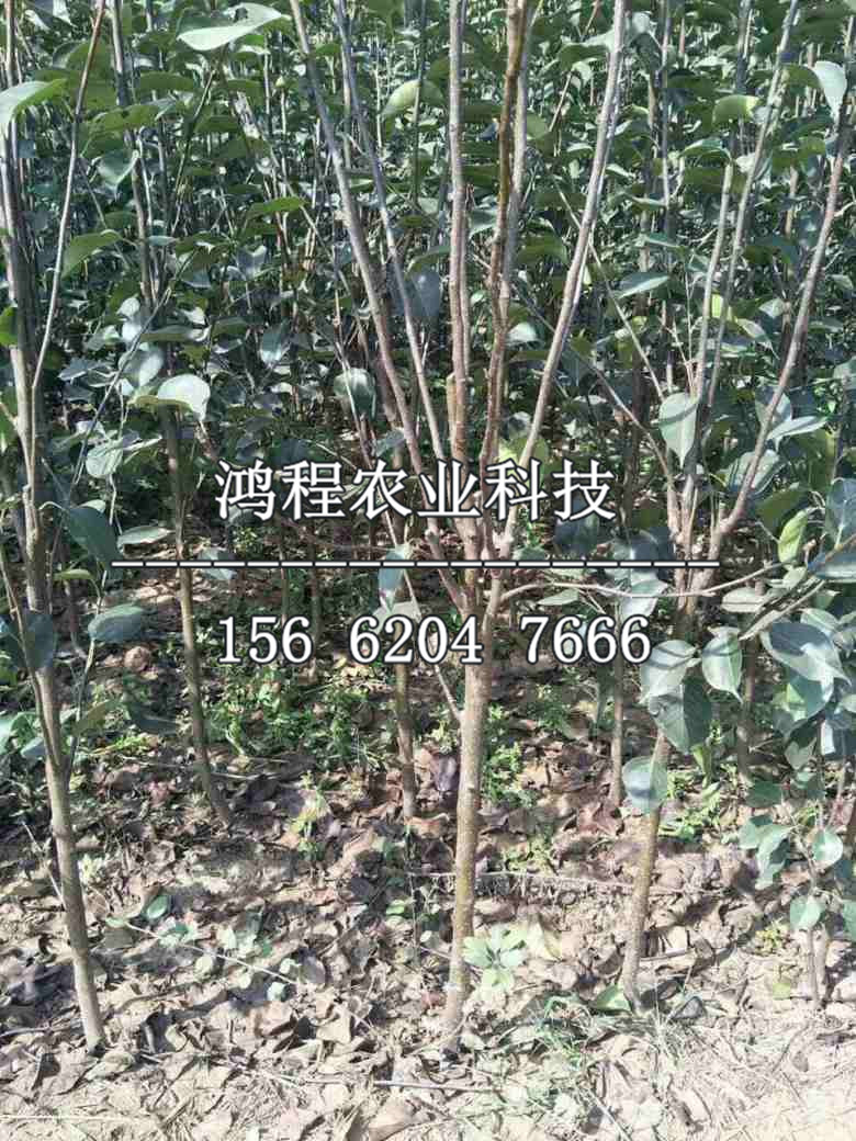 秋子梨樹(shù)苗、秋子梨樹(shù)苗多少錢(qián)一棵