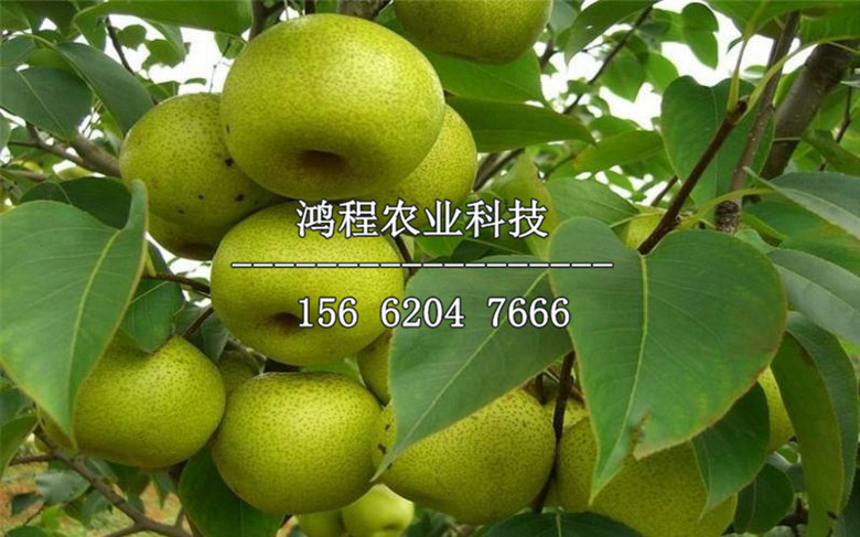 水晶梨樹(shù)苗、水晶梨樹(shù)苗基地
