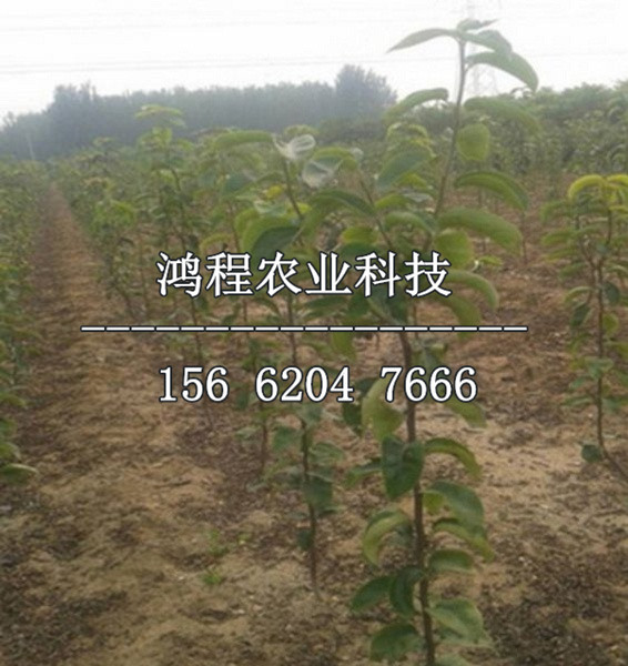 中秋黃梨樹苗產地、中秋黃梨樹苗基地