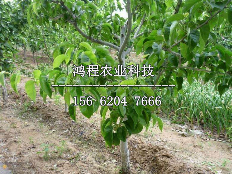 大果無(wú)籽梨樹(shù)苗子多少錢(qián)一棵