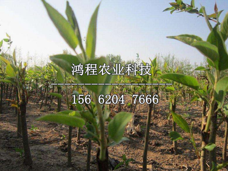 金翠香梨樹苗出售、金翠香梨樹苗出售價格