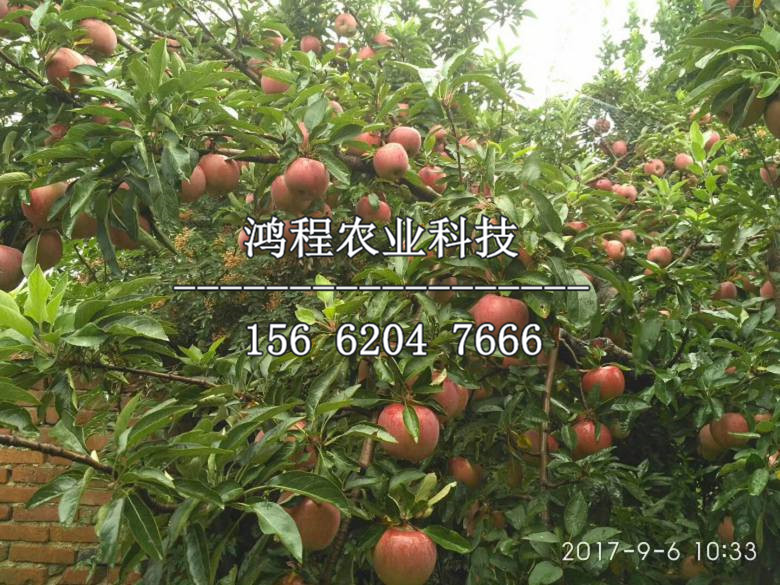 2019年黃金果蘋果苗新品種價格