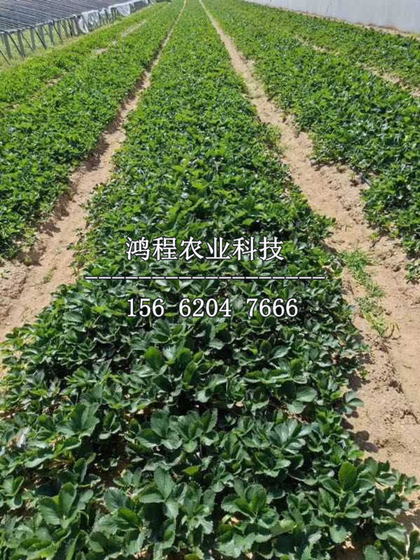 小白草莓苗多少錢一棵、小白草莓苗出售價格