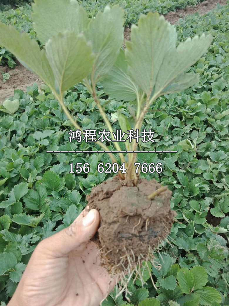 小白草莓苗多少錢一棵、小白草莓苗價格及報價