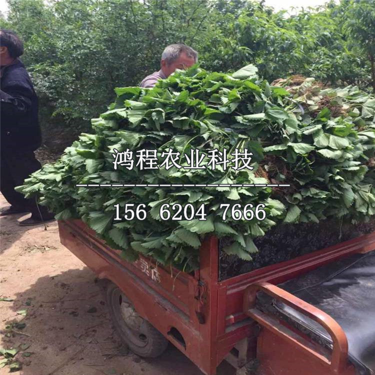 聽旭草莓苗、聽旭草莓苗價格多少錢