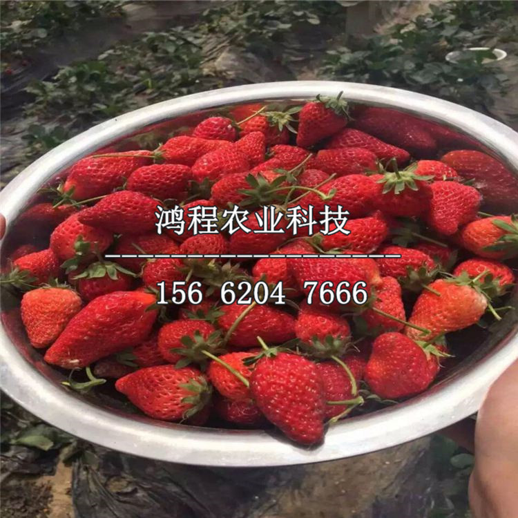 四季草莓苗價(jià)格、四季草莓苗價(jià)格報(bào)價(jià)