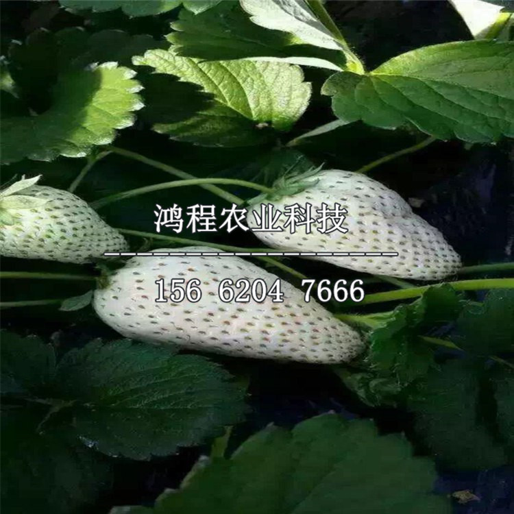 大果草莓苗供應(yīng)、山東大果草莓苗供應(yīng)基地