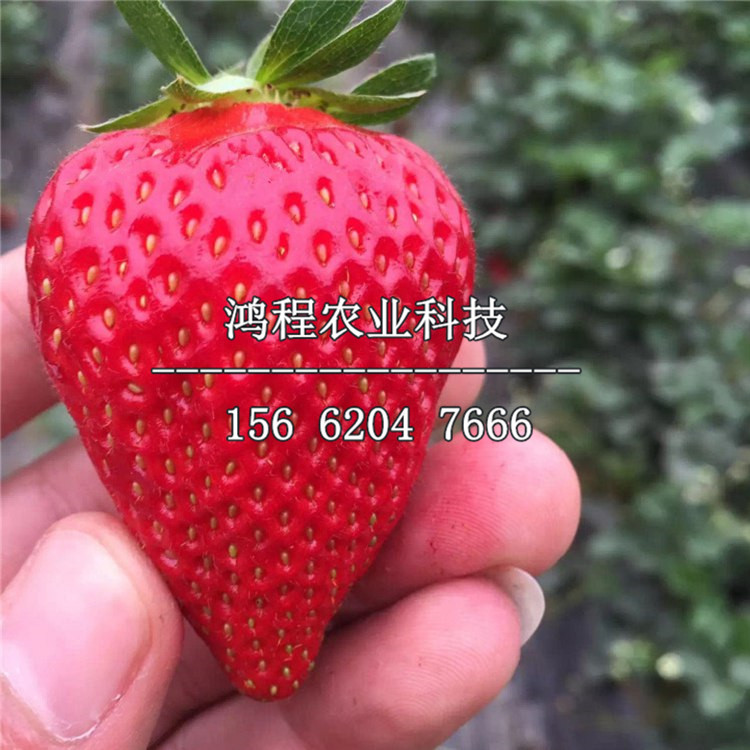 紅顏草莓苗、2019年紅顏草莓苗報價