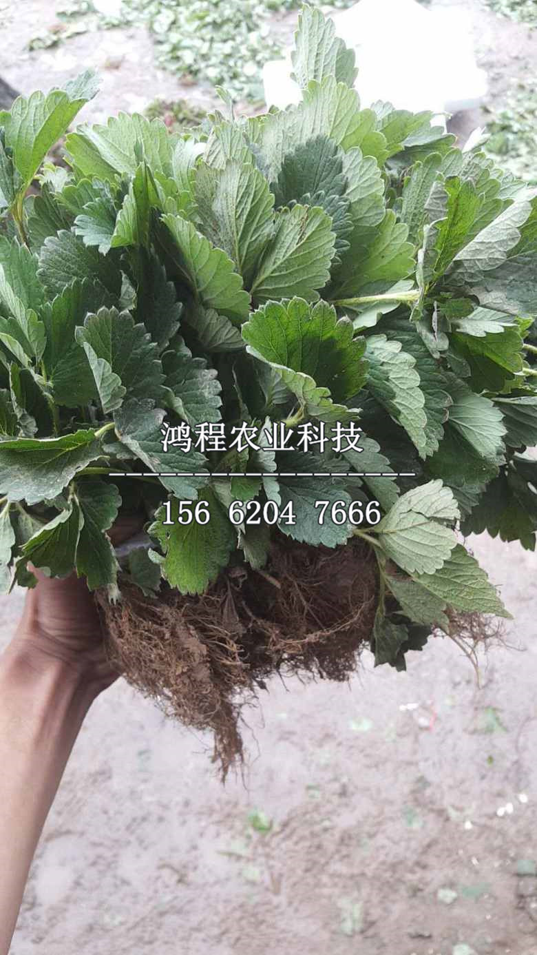 出售京桃香草莓苗、2019年京桃香草莓苗出售