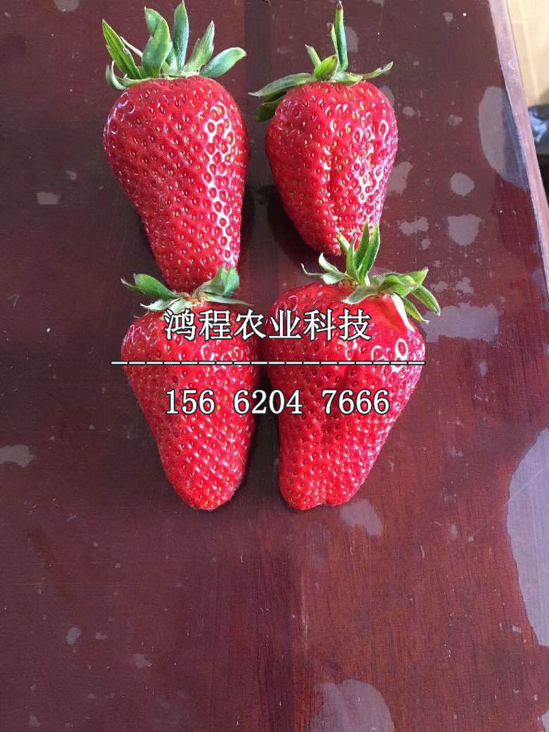 钻石草莓苗、钻石草莓苗价格行情
