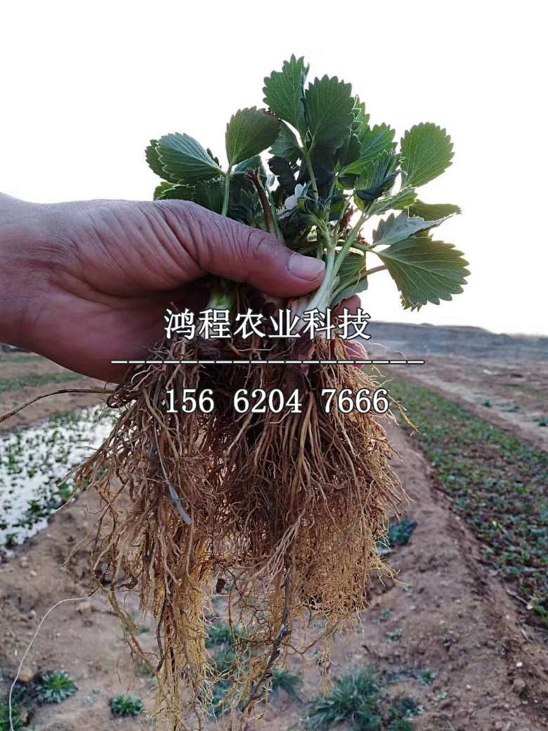 當(dāng)年草莓苗子多少錢一棵