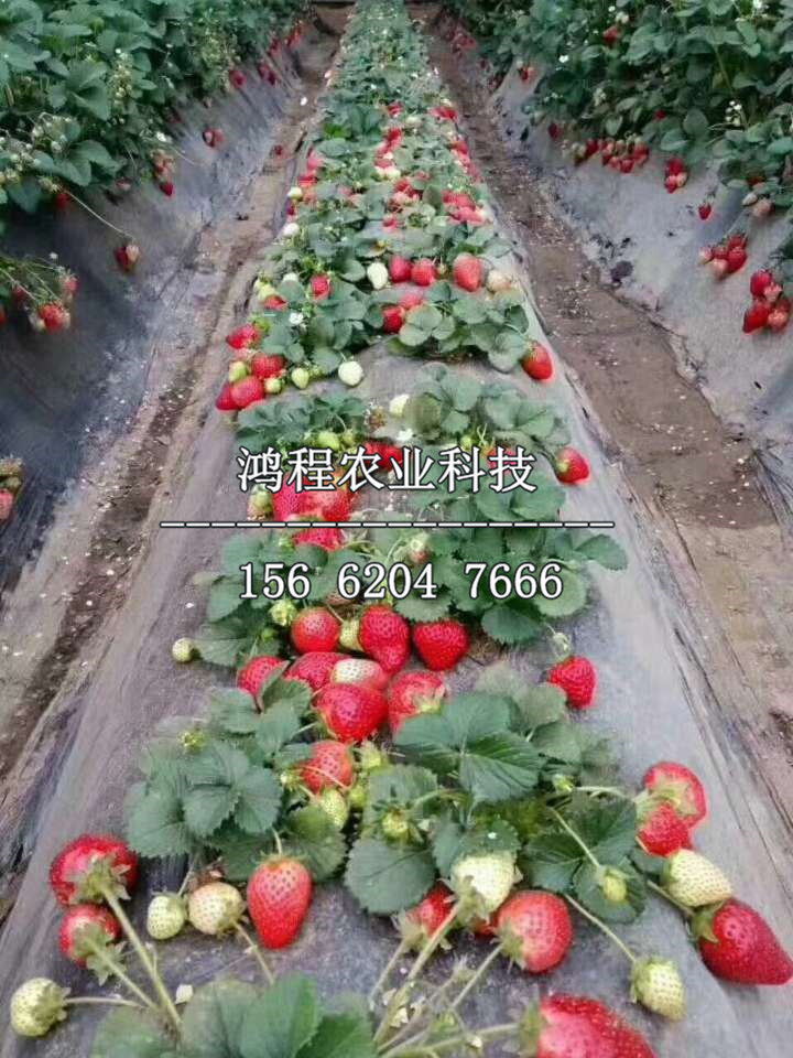 红颜99草莓苗价格、红颜99草莓苗价格报价