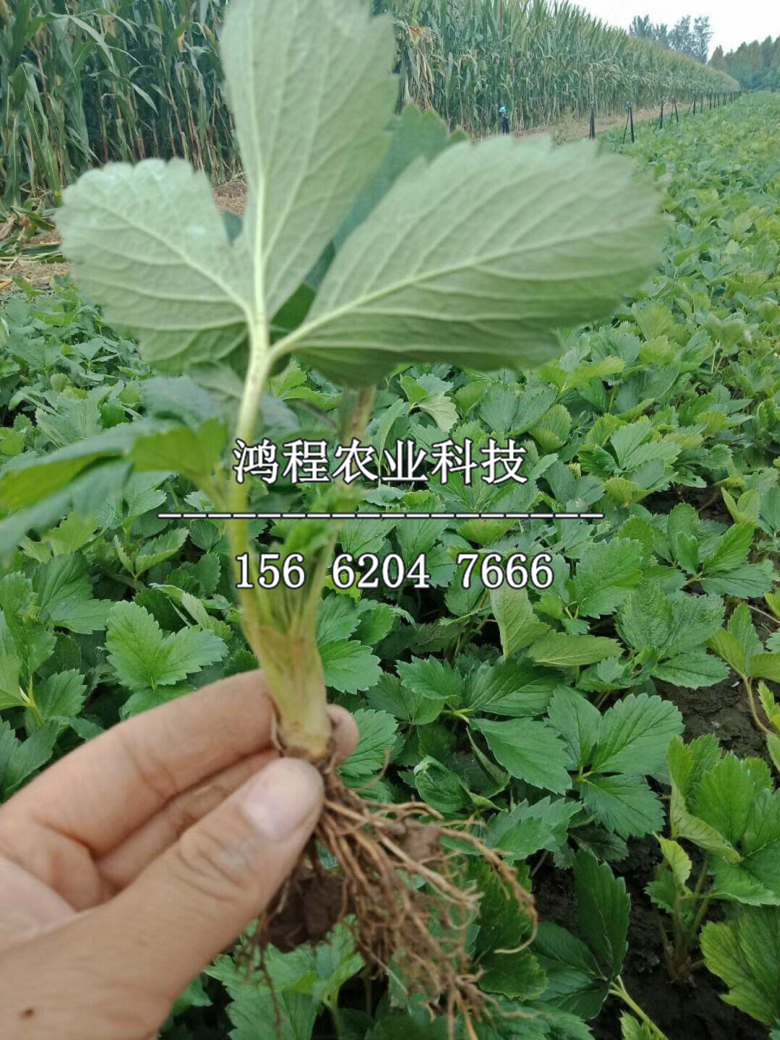 隋珠草莓苗哪里有賣的、隋珠草莓苗在哪購(gòu)買