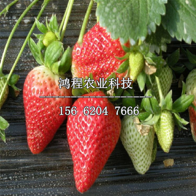 出售京桃香草莓苗、2019年京桃香草莓苗出售