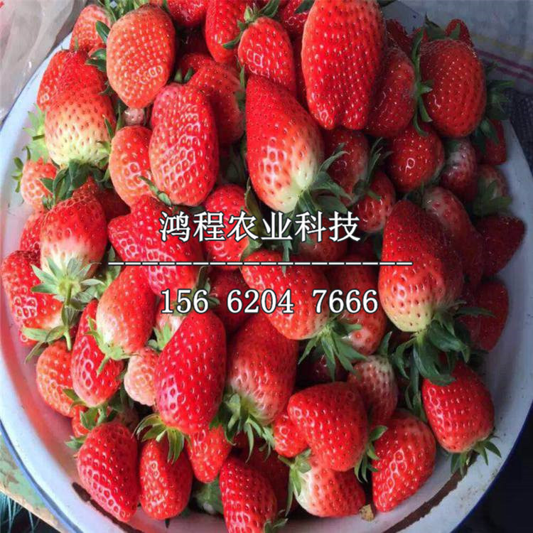 冬季草莓苗、冬季草莓苗價(jià)格多少錢(qián)