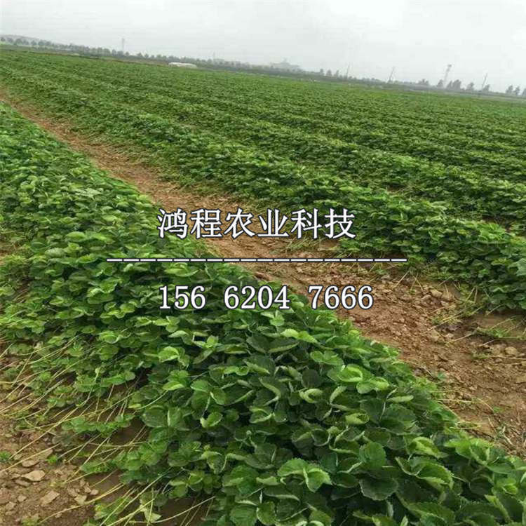 2019年福王草莓苗新品種