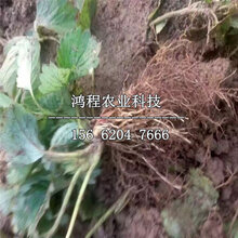 去哪批发甜宝三号草莓苗图片