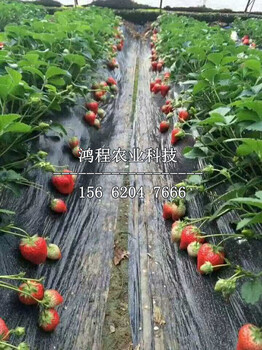 越麗草莓苗、越麗草莓苗出售、越麗草莓苗基地