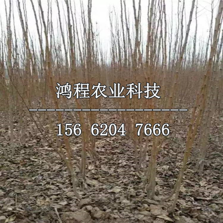 法蘭西李子苗哪里便宜、法蘭西李子苗價(jià)格多少錢