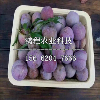 巫山脆李子苗一棵多少錢