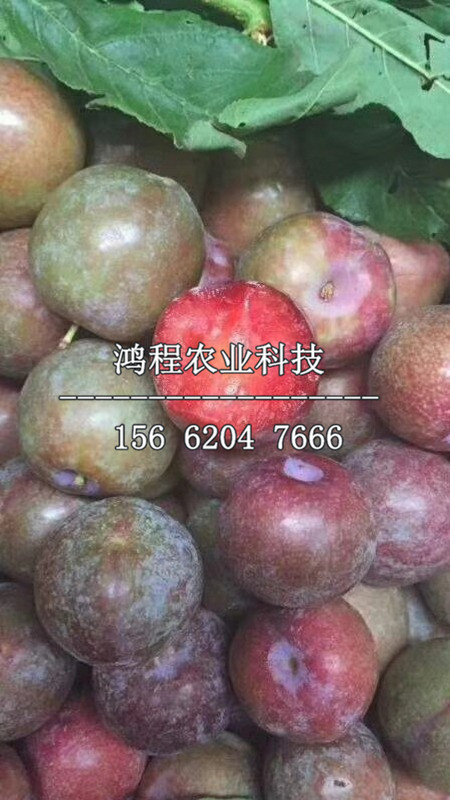 紅夏王李子苗價格、哪里批發(fā)紅夏王李子苗