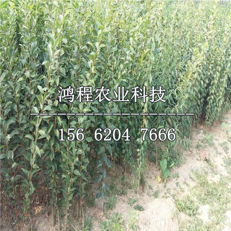 紅夏王李子苗價格、哪里批發(fā)紅夏王李子苗