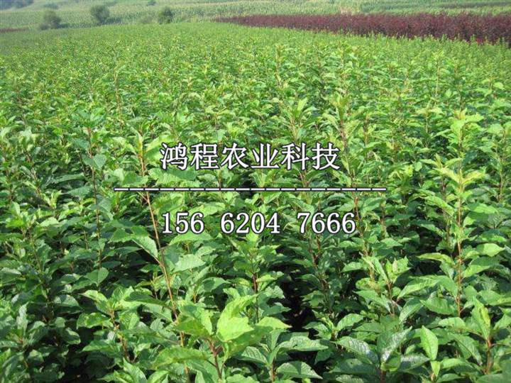 藍(lán)寶石李子苗子哪里出售、出售藍(lán)寶石李子苗