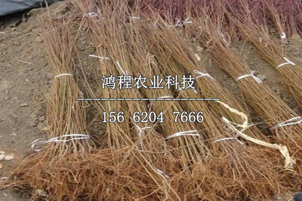 巫山脆李子苗一棵多少錢