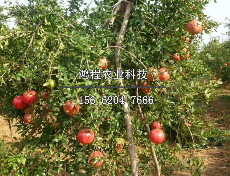 冰糖石榴苗、哪里有冰糖石榴苗基地
