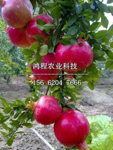 千瓣紅石榴苗、哪里有千瓣紅石榴苗基地