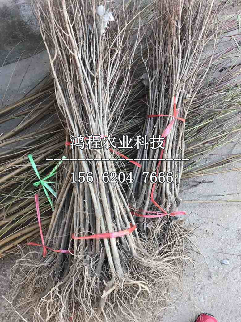冰糖石榴苗、哪里有冰糖石榴苗基地