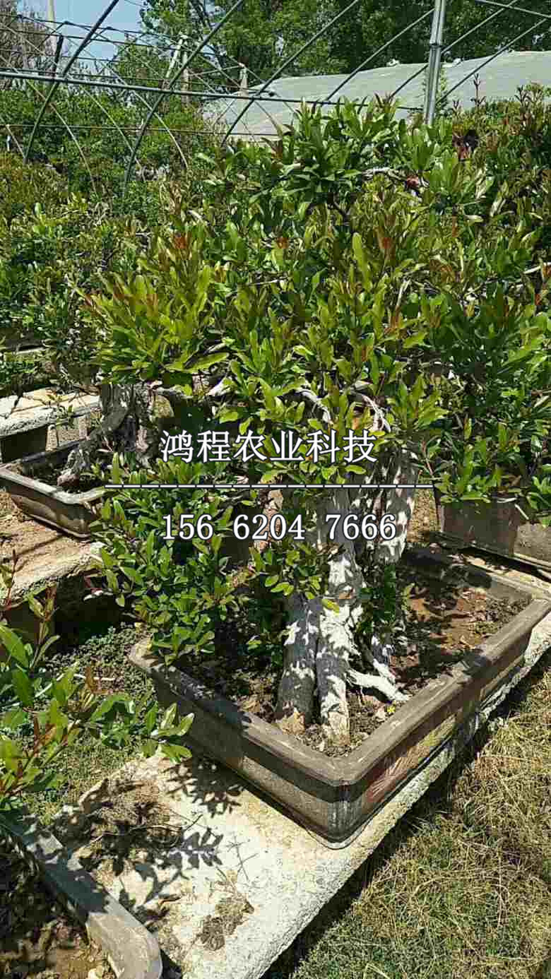 冰糖石榴苗、哪里有冰糖石榴苗基地